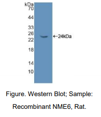 https://msimg.bioon.com/bionline/goods-no-pic.png