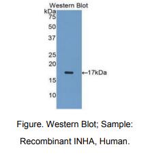 人抑制素α(INHa)多克隆抗体