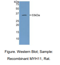 大鼠肌球蛋白重链11(MYH11)多克隆抗体