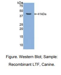 犬乳铁传递蛋白(LTF)多克隆抗体