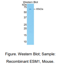 小鼠内皮细胞特异分子1(ESM1)多克隆抗体