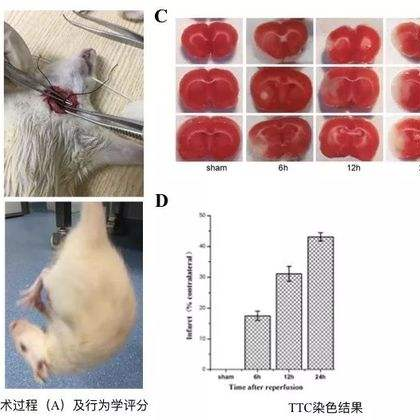 脑外损伤动物模型