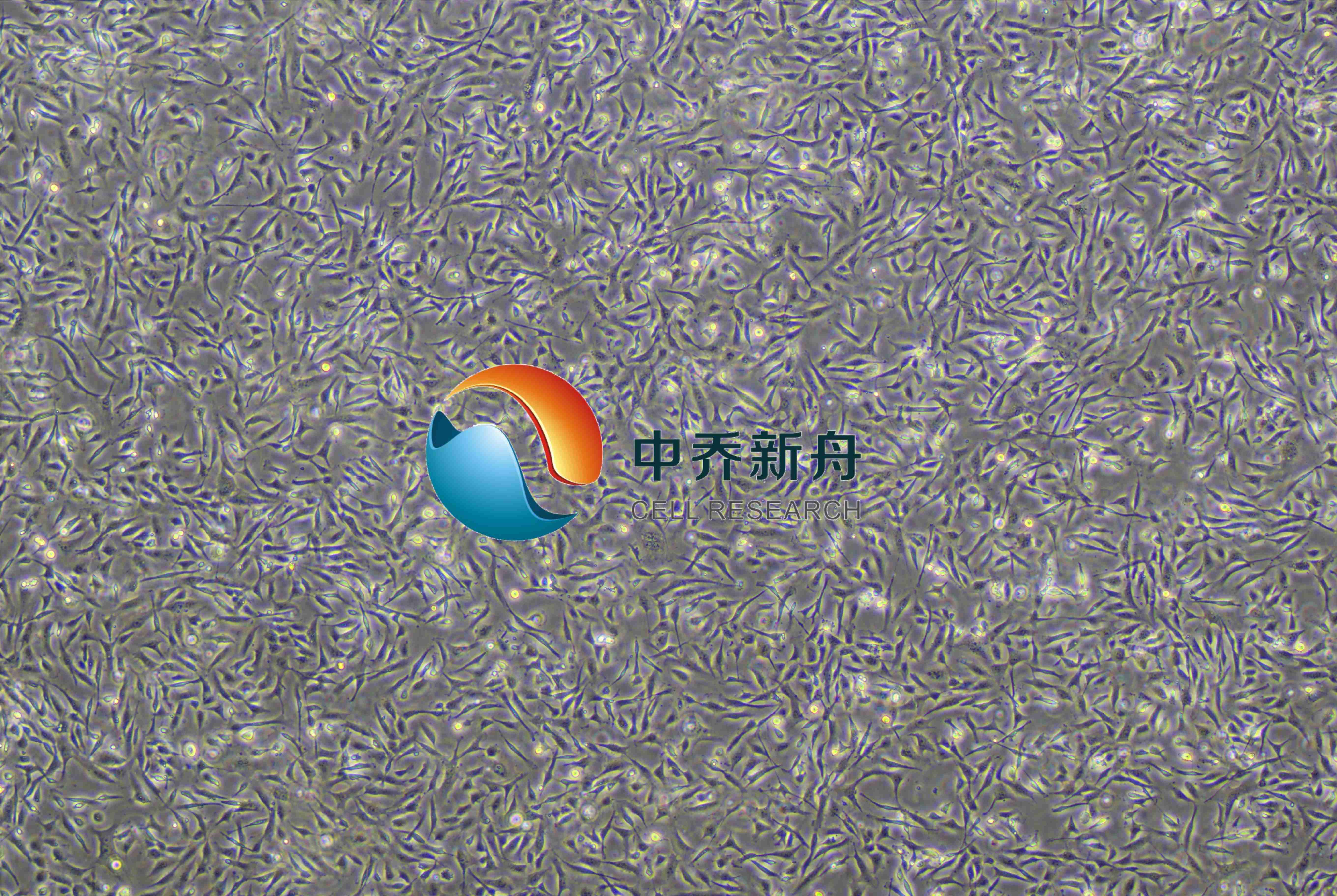 人肝内胆管上皮细胞-永生化