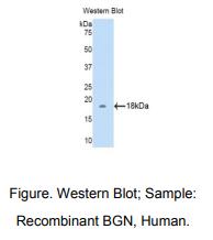 人双糖链蛋白聚糖(BGN)多克隆抗体