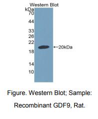 大鼠生长分化因子9(GDF9)多克隆抗体