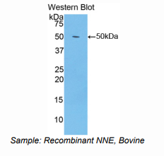 牛非神经元性烯醇化酶(ENO1)多克隆抗体