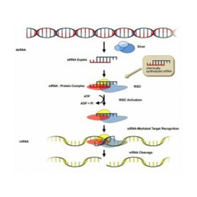 siRNA合成