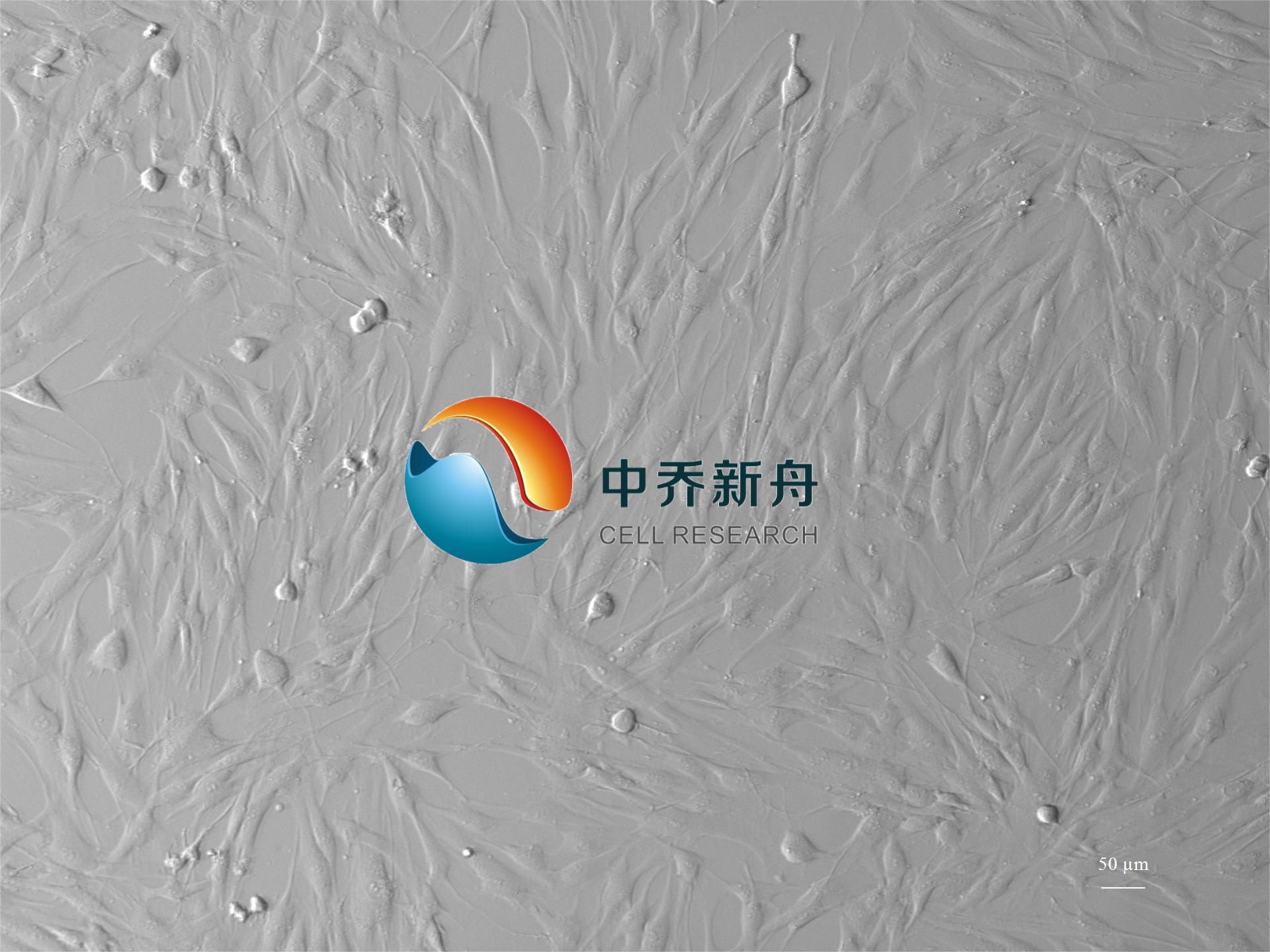 人子宫平滑肌细胞
