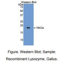 鸡溶菌酶(LZM)多克隆抗体