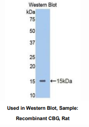 大鼠皮质醇结合球蛋白(CBG)多克隆抗体
