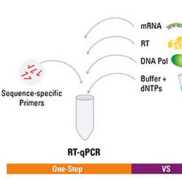 LncRNA RT-qPCR检测