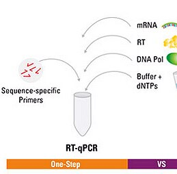 mRNA RT-qPCR检测