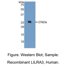 人白细胞免疫球蛋白样受体亚家族A成员3(LILRA3)多克隆抗体