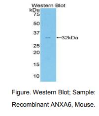 小鼠膜联蛋白A6(ANXA6)多克隆抗体