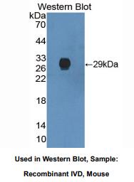 小鼠异戊酰辅酶A脱氢酶(IVD)多克隆抗体