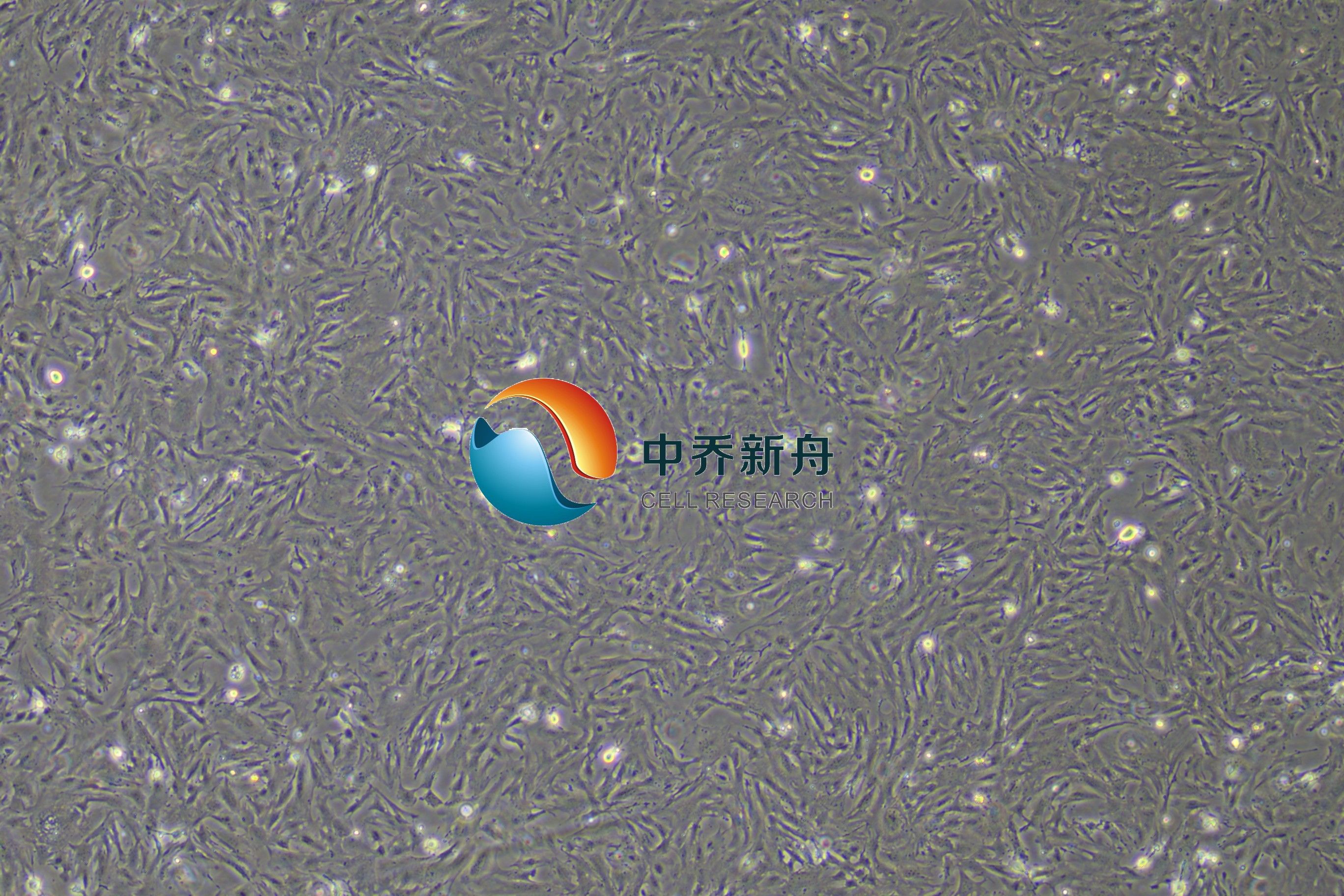 小鼠视网膜muller细胞永生化