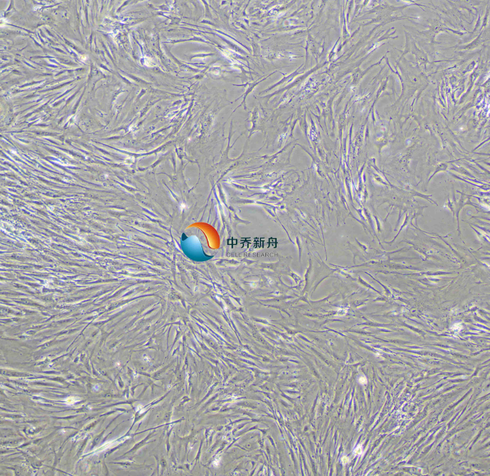 人肺成纤维细胞 Hs888Lu