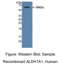 https://msimg.bioon.com/bionline/goods-no-pic.png