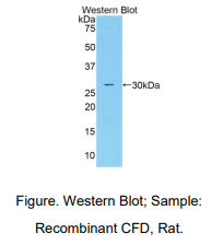 大鼠补体因子D(CFD)多克隆抗体