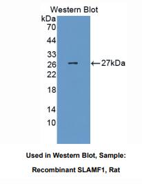 大鼠信号淋巴细胞激活分子家族成员1(SLAMF1)多克隆抗体