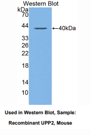 https://msimg.bioon.com/bionline/goods-no-pic.png