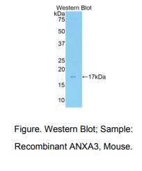 小鼠膜联蛋白A3(ANXA3)多克隆抗体