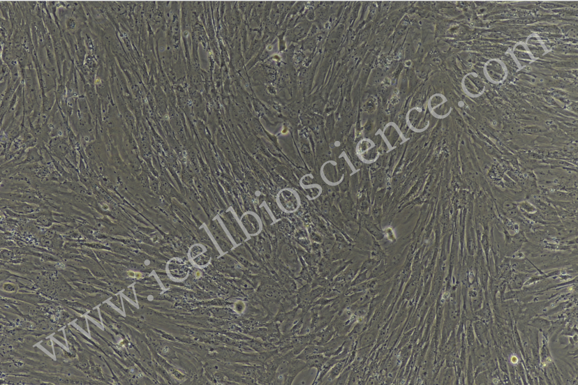 小鼠肌源干细胞/小鼠原代肌源干细胞/肌源干细胞/大鼠原代肌源干细胞/大鼠肌源干细胞