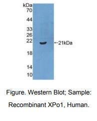 人输出蛋白1(XPO1)多克隆抗体