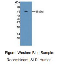 人含免疫球蛋白超家族亮氨酸丰富重复蛋白(ISLR)多克隆抗体