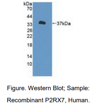 https://msimg.bioon.com/bionline/goods-no-pic.png