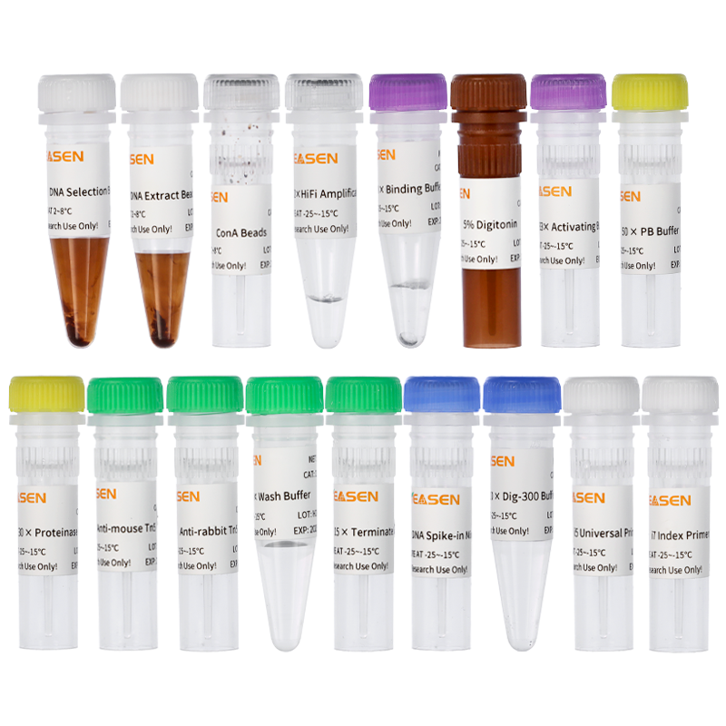 Hieff NGS® Multi-CUT&Tag Library Prep Kit for Illumina®（多靶标CUT&Tag建库试剂盒）