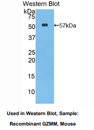 小鼠颗粒酶M(GZMM)多克隆抗体
