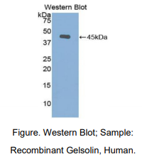 https://msimg.bioon.com/bionline/goods-no-pic.png