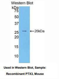 小鼠正五聚蛋白3(PTX3)多克隆抗体