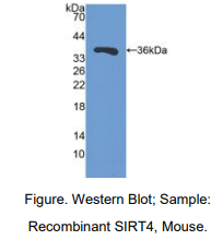 小鼠沉默调节蛋白4(SIRT4)多克隆抗体