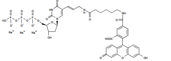 荧光素-12-dUTP*在Tris缓冲液（pH 7.5）中为1 mM *（Perkin-Elmer）