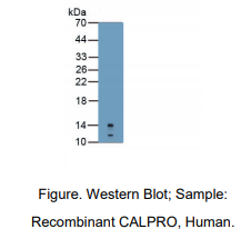 人钙卫蛋白(CALPRO)多克隆抗体