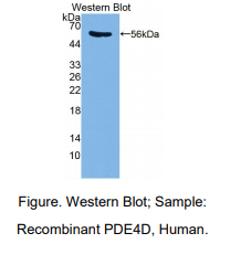 https://msimg.bioon.com/bionline/goods-no-pic.png