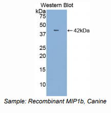 犬巨噬细胞炎性蛋白1β(MIP1b)多克隆抗体