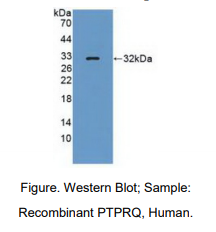 人蛋白酪氨酸磷酸酶受体Q(PTPRQ)多克隆抗体
