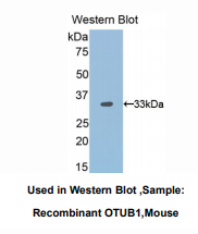 小鼠卵巢肿瘤蛋白1(OTUB1)多克隆抗体