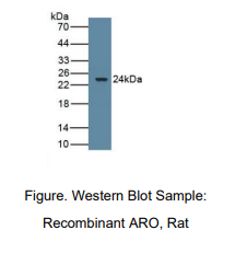 https://msimg.bioon.com/bionline/goods-no-pic.png