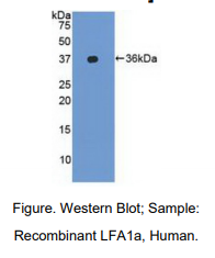 人淋巴细胞功能关联抗原1α(CD11a)多克隆抗体