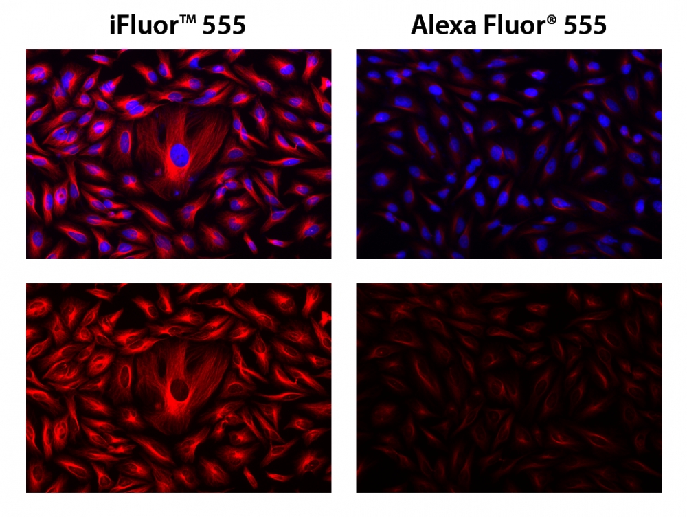 iFluor 555羊抗鼠免疫球蛋白(H+L)*交叉亲和 降低干扰*