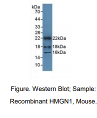 小鼠高迁移率族核小体结合域蛋白1(HMGN1)多克隆抗体