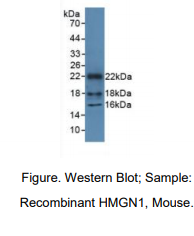 https://msimg.bioon.com/bionline/goods-no-pic.png