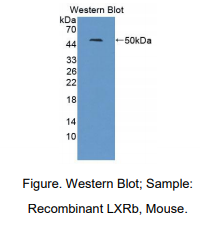 https://msimg.bioon.com/bionline/goods-no-pic.png