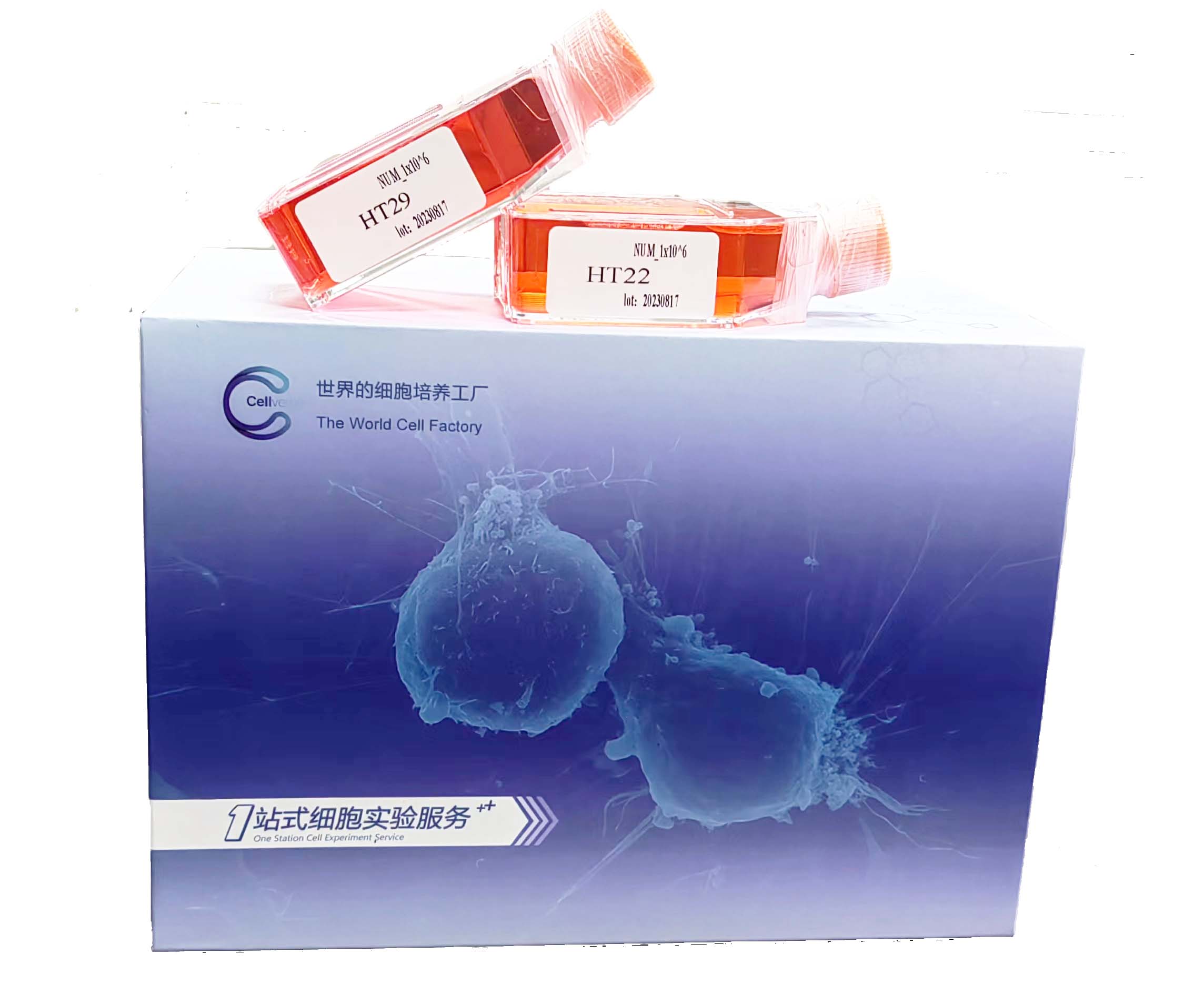 C166细胞/C-166细胞/C-166/C166/小鼠血管内皮细胞