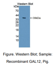 猪半乳糖凝集素12(GAL12)多克隆抗体