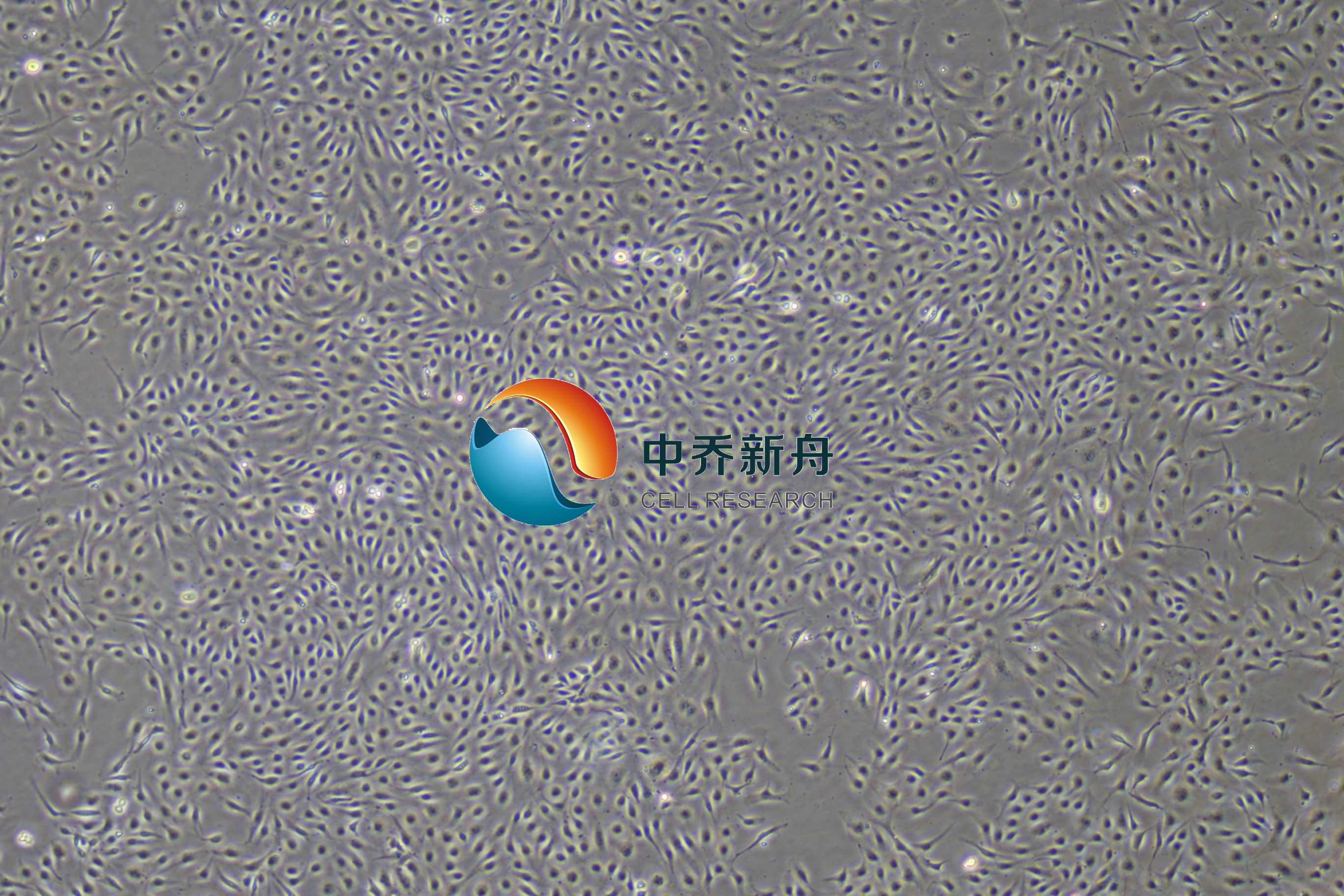 人肺大动脉内皮细胞